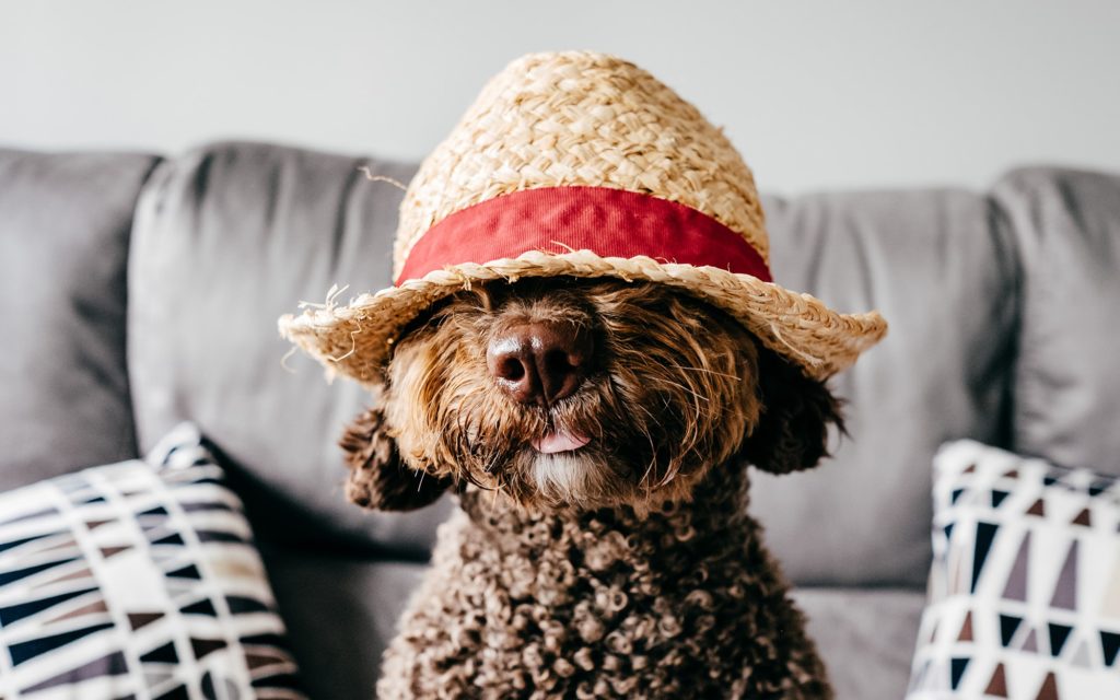 Poodle Dog wearing a hat